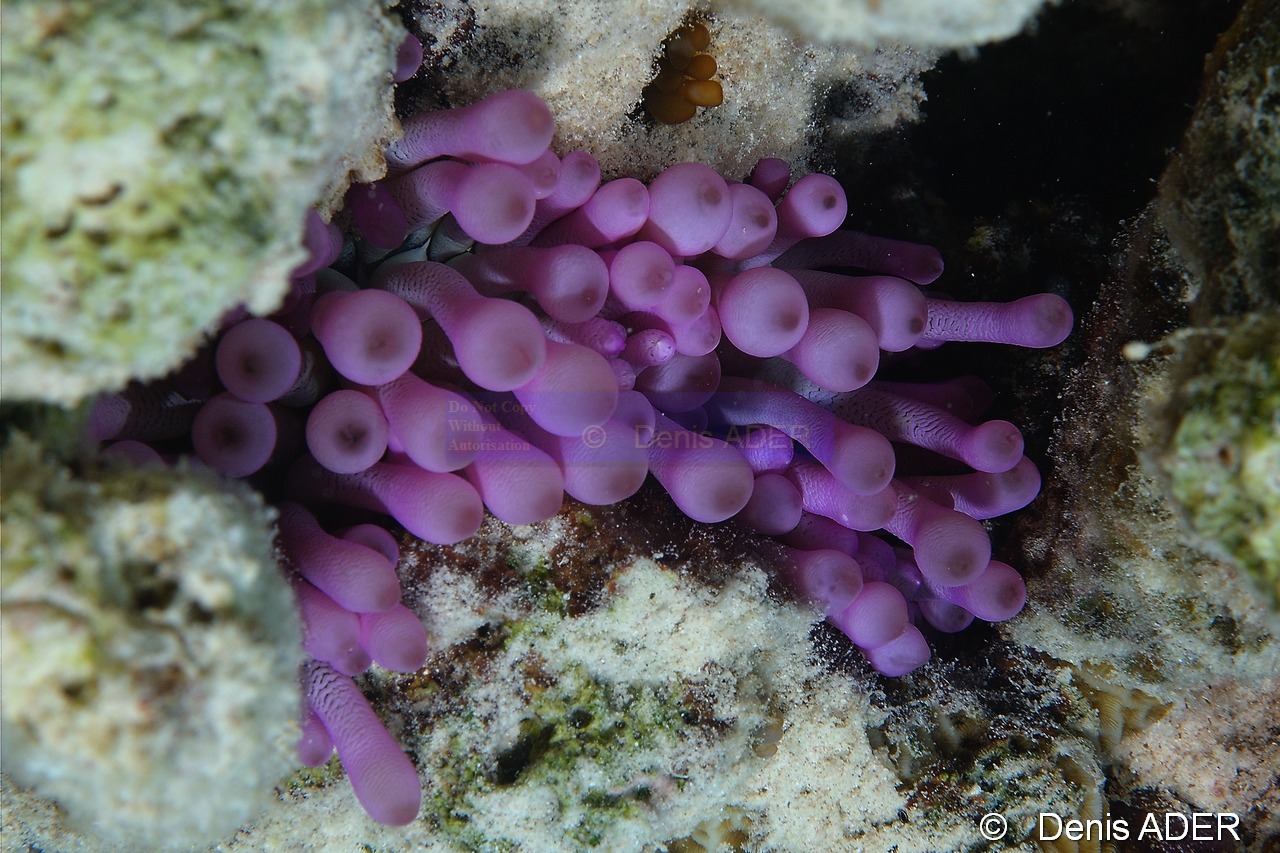Condylactis-gigantea-Bonaire Coco Beach-14m-20180217-Denis-ADER-DSC_6340_tn.jpg